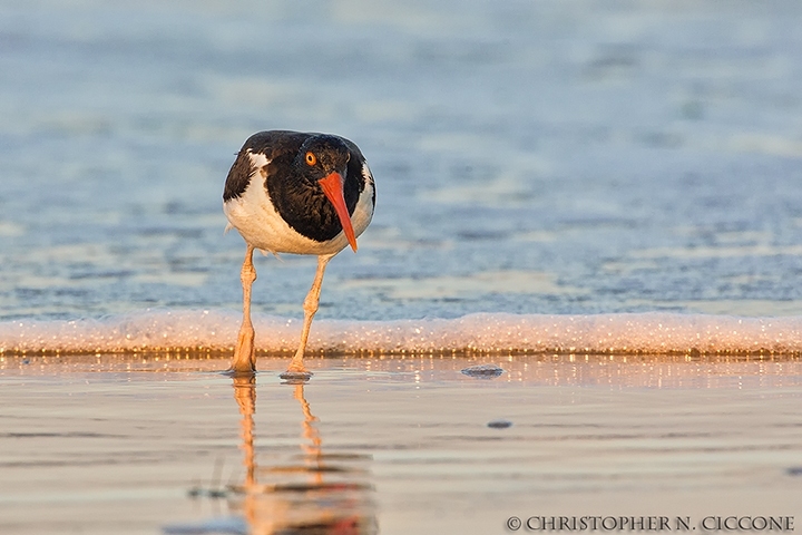 American Oystercatcher