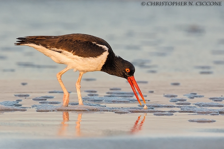 American Oystercatcher