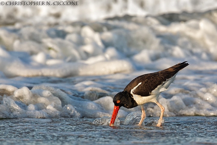 American Oystercatcher