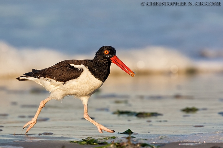 American Oystercatcher