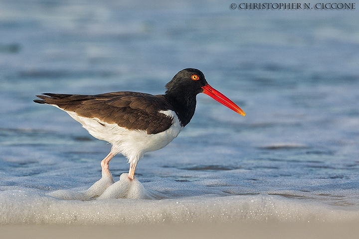 American Oystercatcher