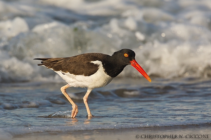 American Oystercatcher