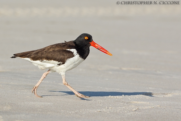 American Oystercatcher