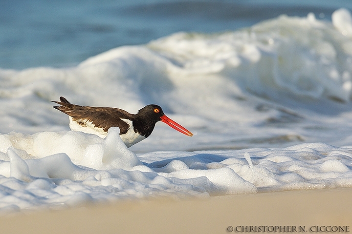 American Oystercatcher