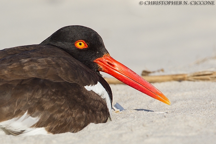 American Oystercatcher