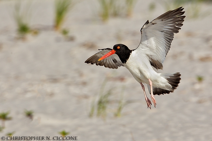 American Oystercatcher