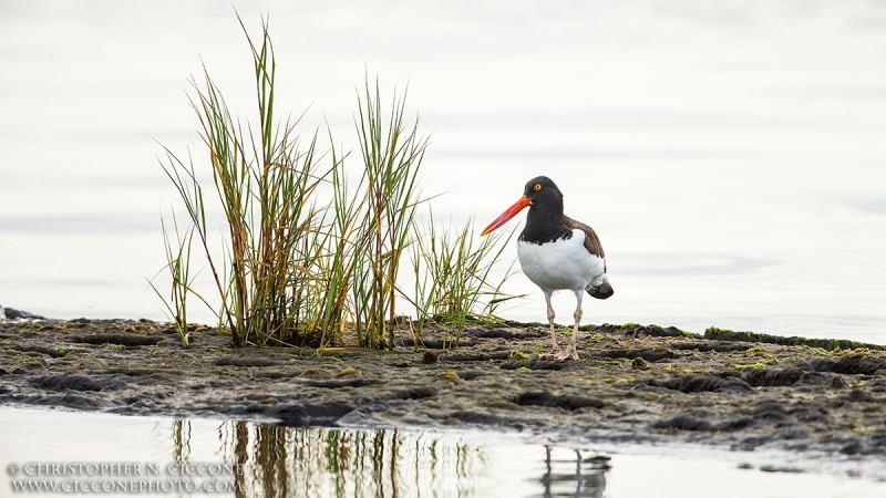 American Oystercatcher