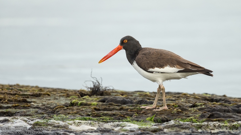 American Oystercatcher