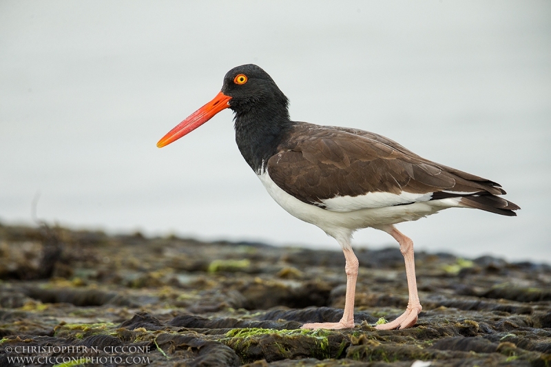 American Oystercatcher