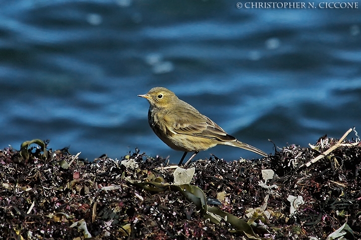 American Pipit