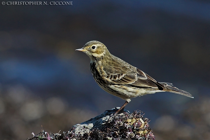 American Pipit