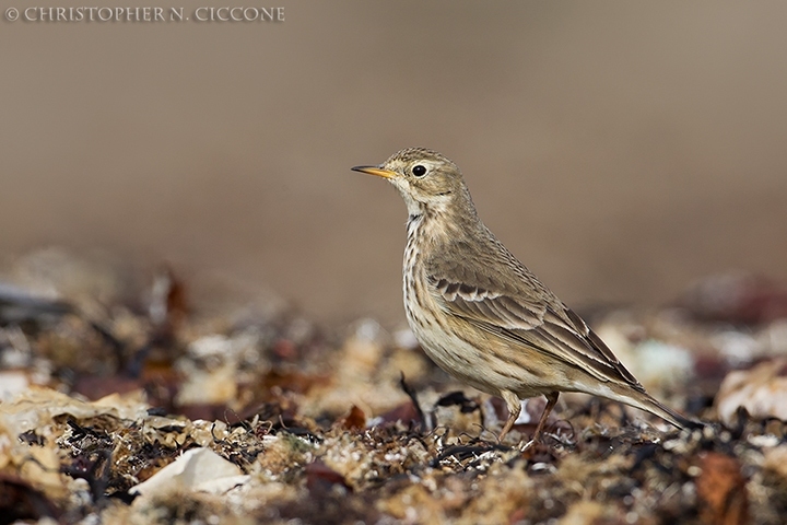 American Pipit