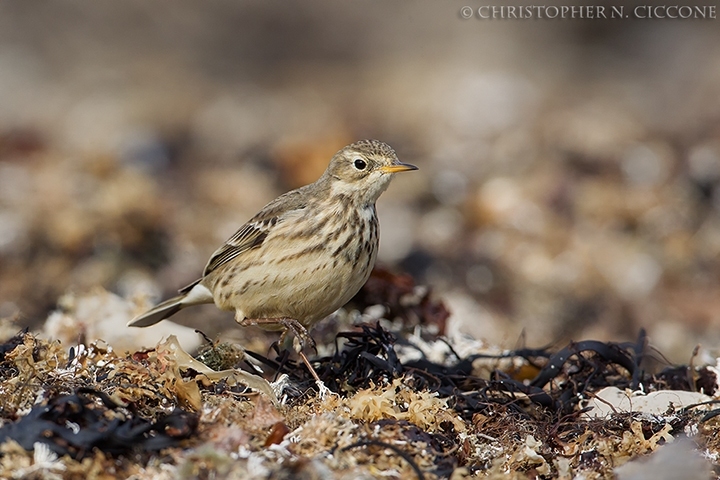 American Pipit