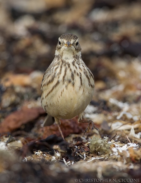 American Pipit