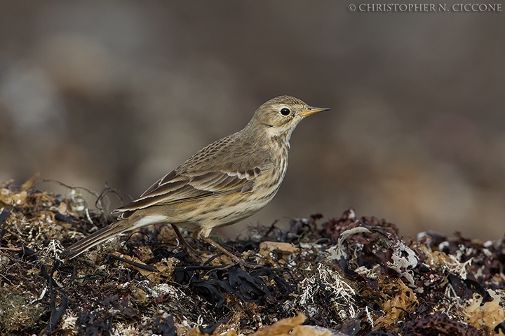 American Pipit