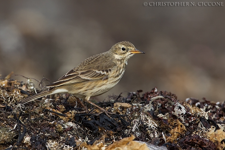 American Pipit