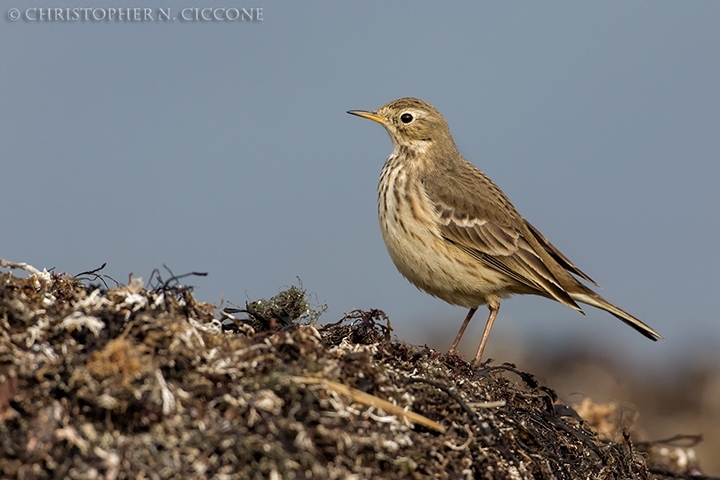 American Pipit