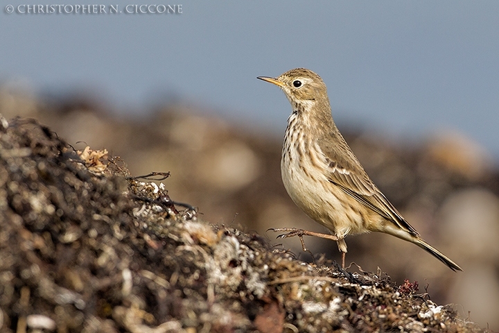 American Pipit