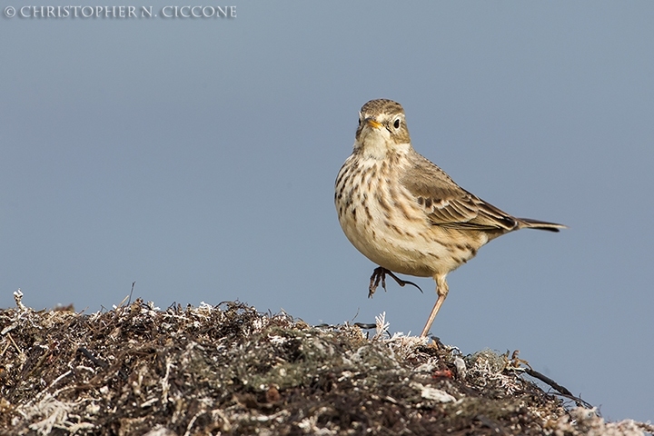 American Pipit