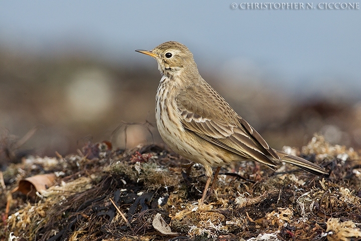 American Pipit