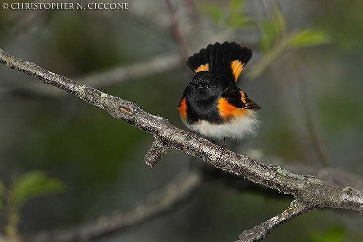 American Redstart