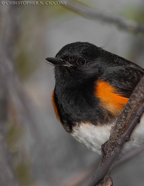 American Redstart