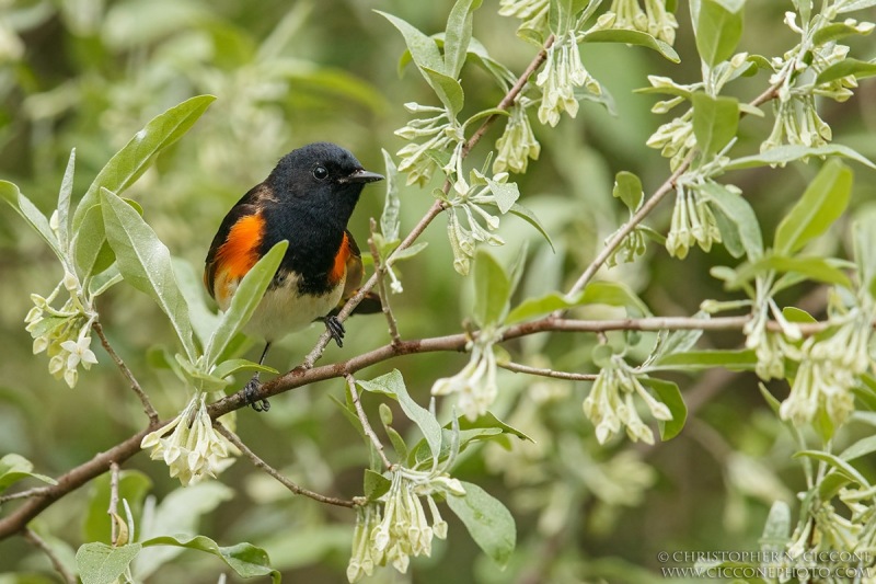 American Redstart