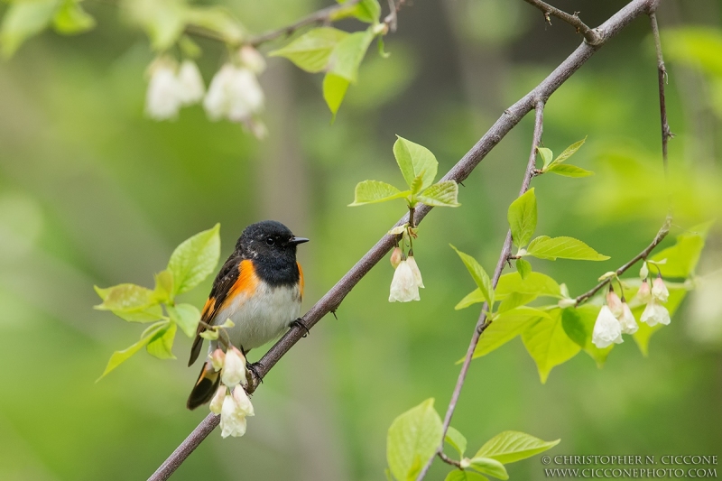 American Redstart