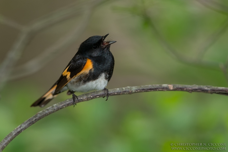 American Redstart