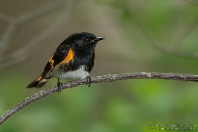 American Redstart