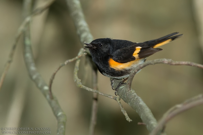 American Redstart