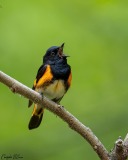 American Redstart