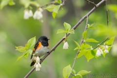 American Redstart