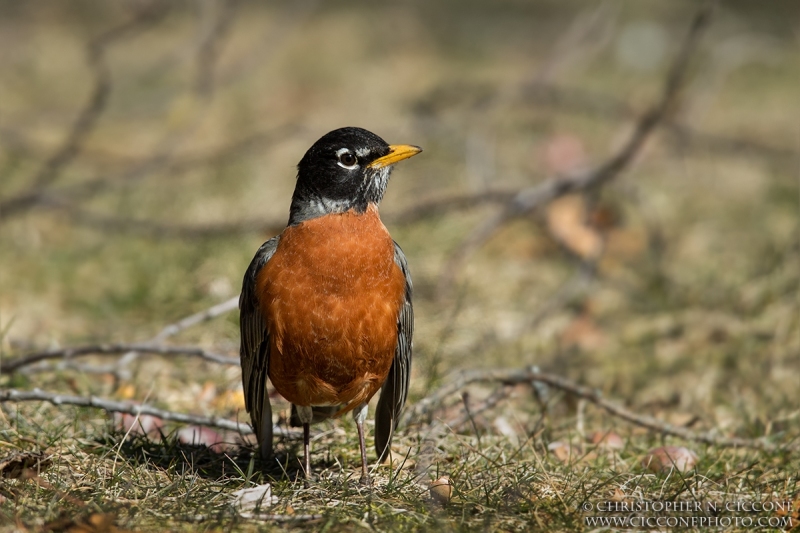 American Robin