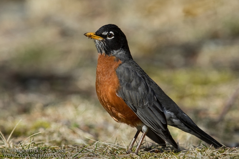 American Robin