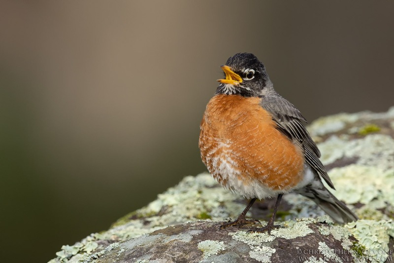 American Robin