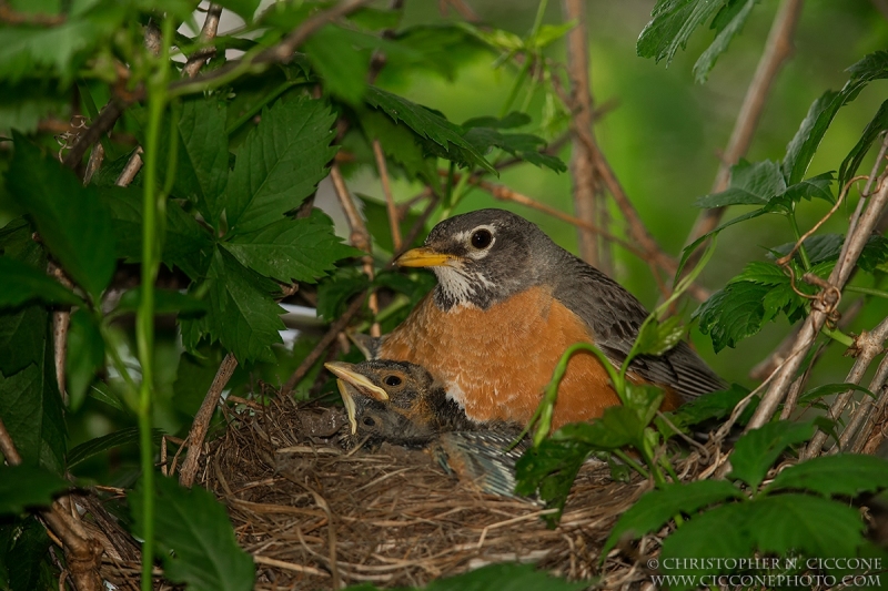 American Robin