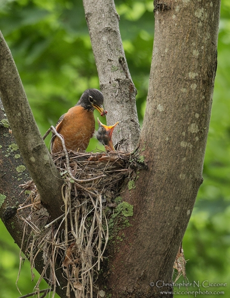 American Robin