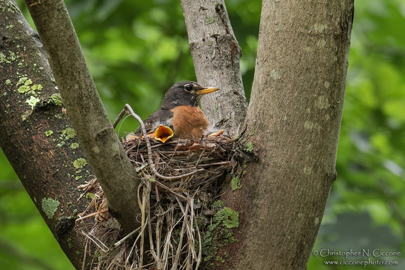 American Robin