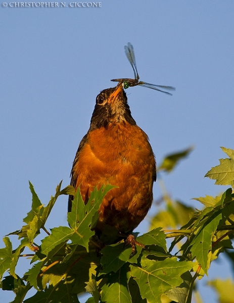 American Robin