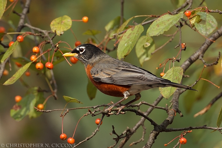 American Robin