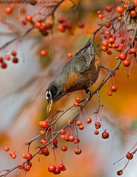 American Robin