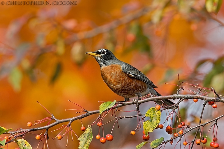 American Robin