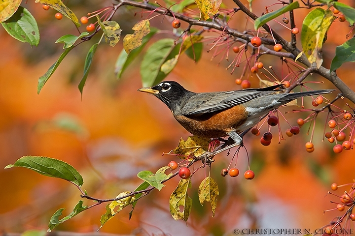 American Robin