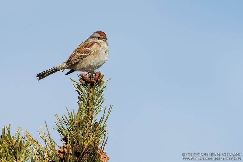 American Tree Sparrow