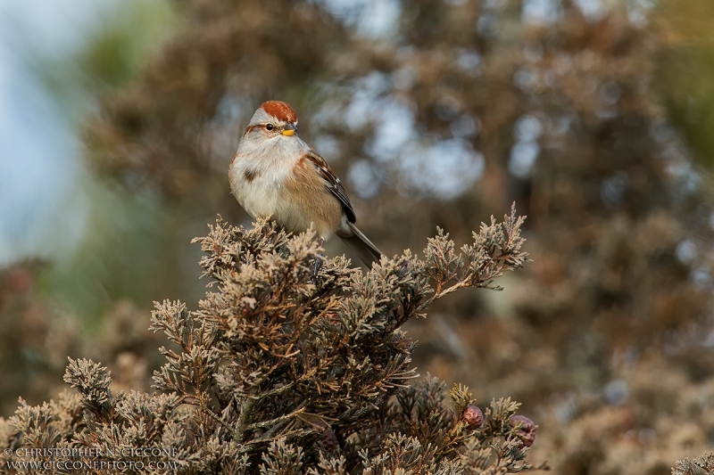 American Tree Sparrow