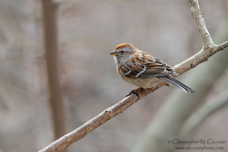 American Tree Sparrow