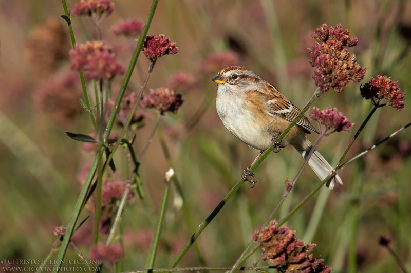 American Tree Sparrow