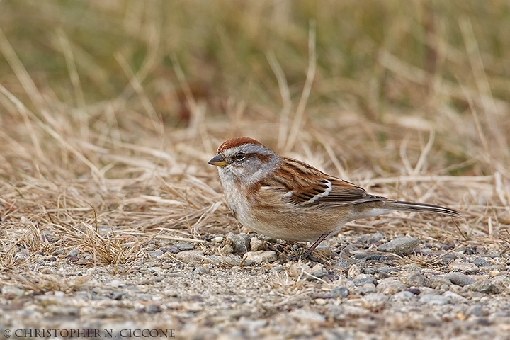 American Tree Sparrow