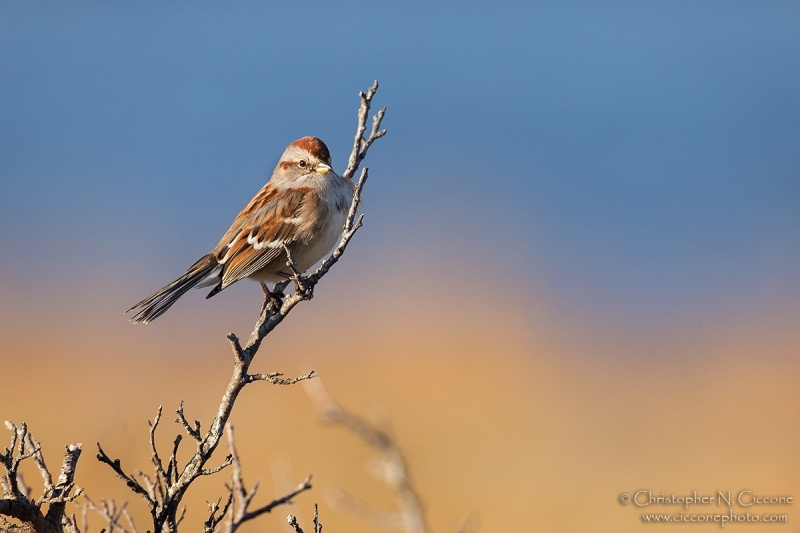 American Tree Sparrow